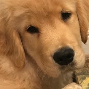 Meet your Posher, Paula